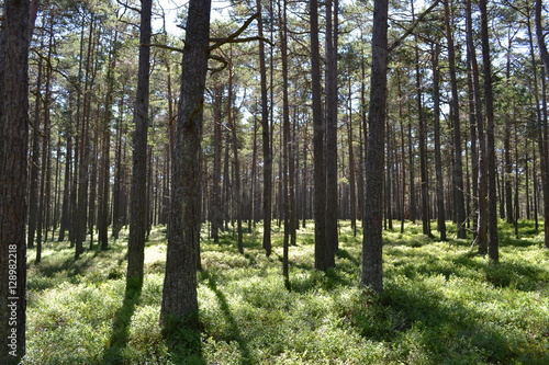 Belle Forêt en Suède 