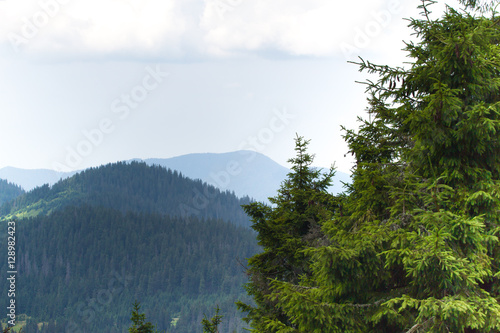 Spruce forest in the Ukrainian Carpathians. Sustainable clear ecosystem © Viktoria