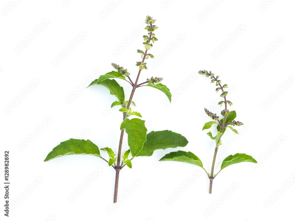 Basil herb on white background. - obrazy, fototapety, plakaty 