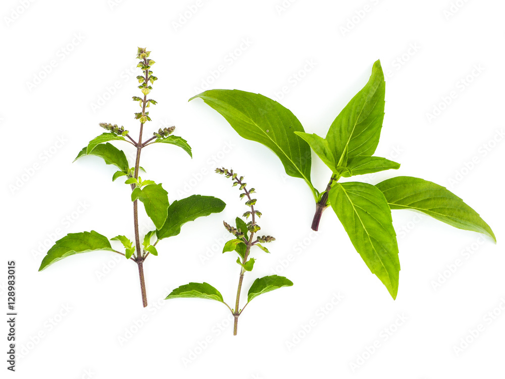 Basil herb on white background. Basil herb on white background.