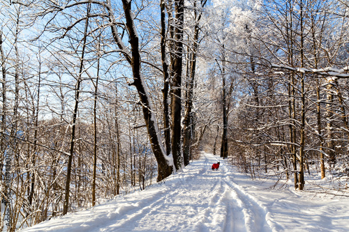 Black dog in red clothes waits for owner in sunny snow-covered f