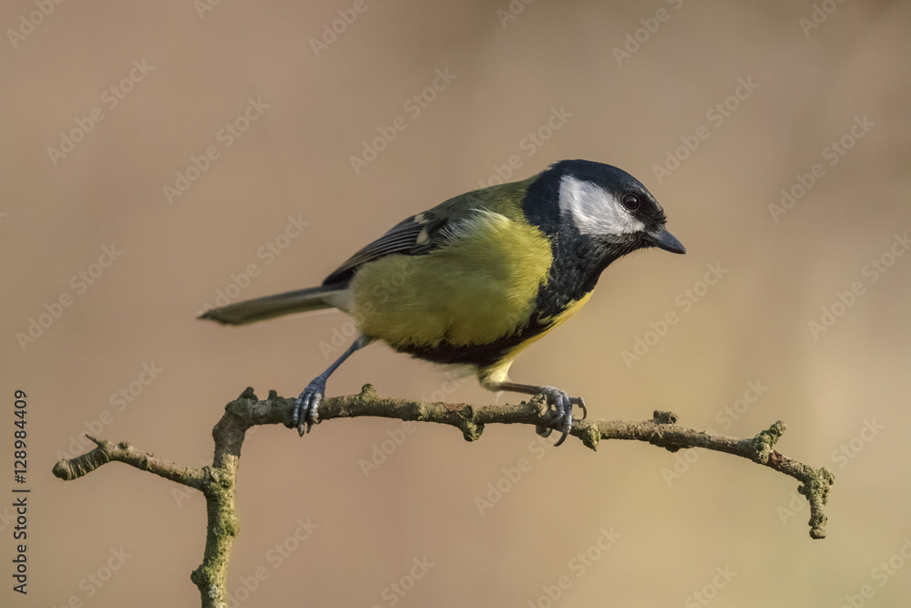 Obraz premium Great Tit Perched