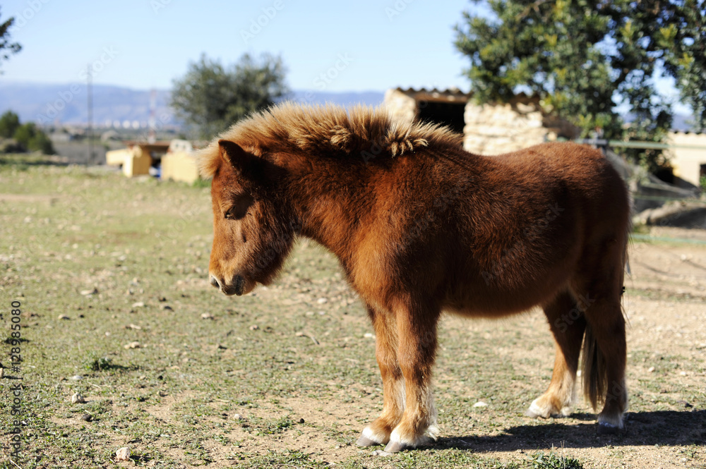 Fototapeta premium pony
