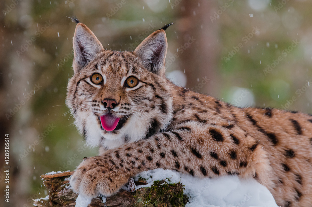 Lynx