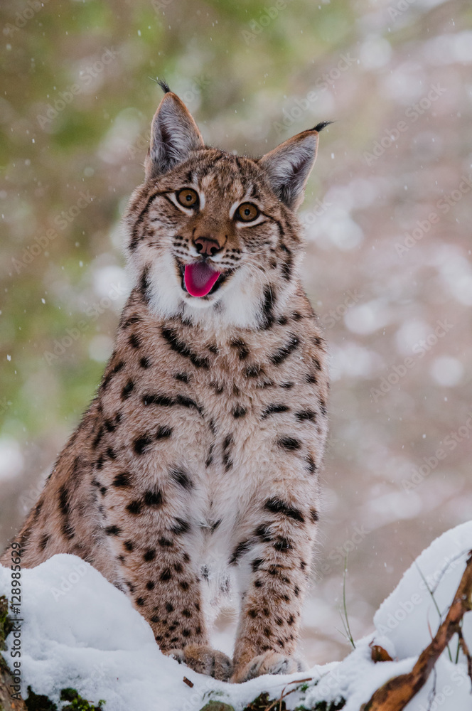 Lynx