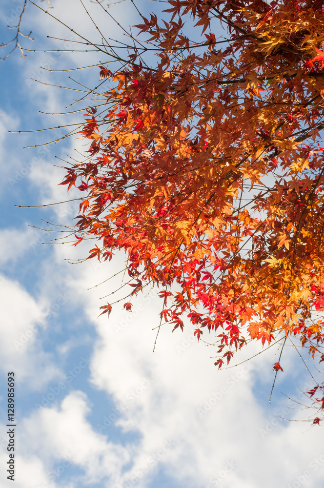 秋と紅葉
