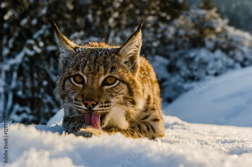 Lynx