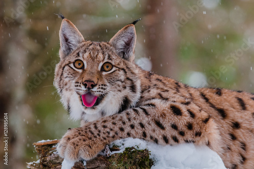 Obraz na płótnie Lynx w salonie
