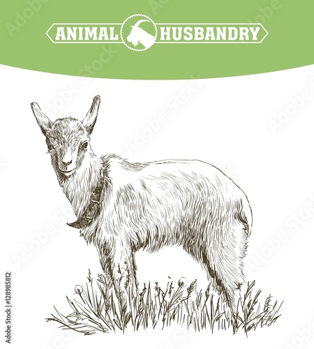 sketch of goat drawn by hand. livestock. animal grazing