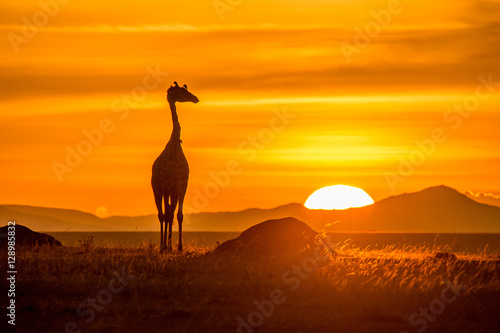 Giraffe at sunrise in Masai Mara, Kenya