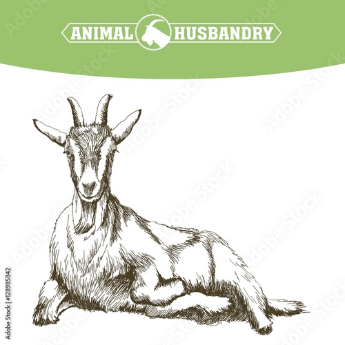 sketch of goat drawn by hand. livestock. animal grazing
