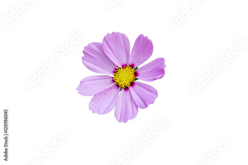 isolated pretty pink cosmos flower on white background