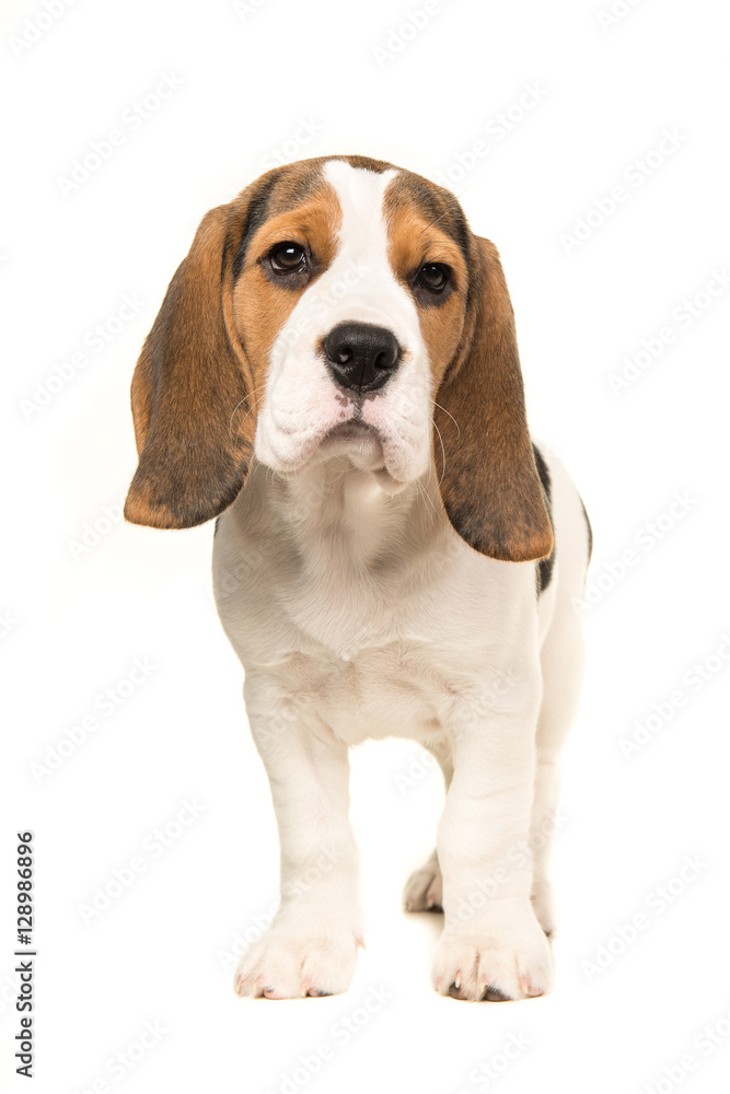 Cute beagle puppy dog standing facing the camera isolated on a white background