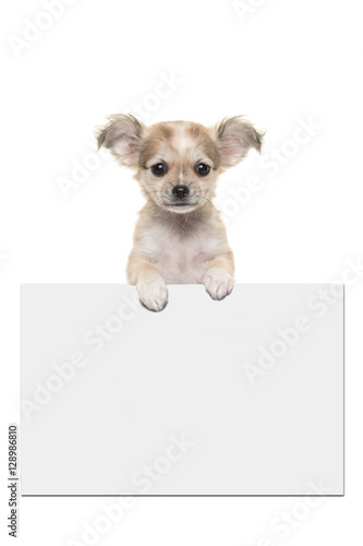 Fototapeta Naklejka Na Ścianę i Meble -  Cute chihuahua puppy dog holding an off white paper board with room for text on a white background
