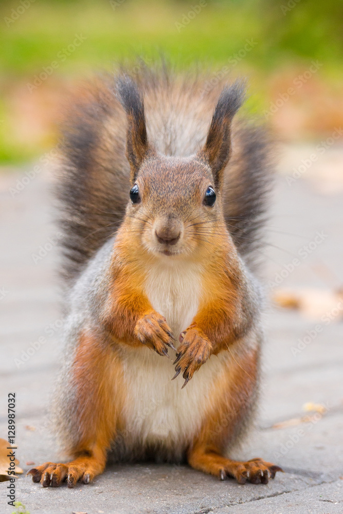 Fototapeta premium squirrel on a tree