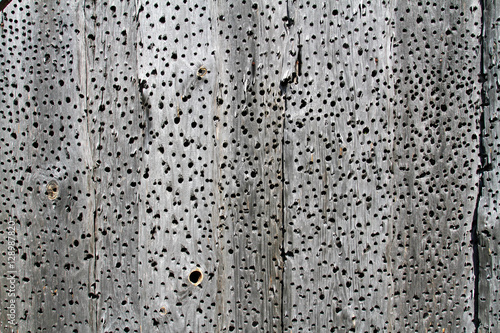 Old wooden background or texture with holes