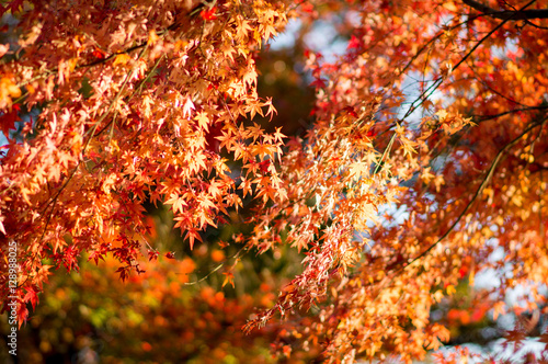 秋と紅葉 