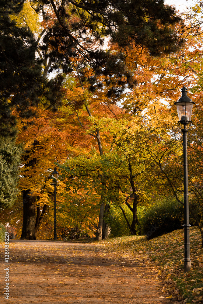 Obraz premium Herbstwald