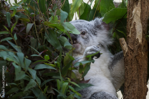 Canvas Print Koala