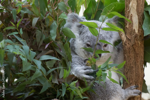 Koala photo