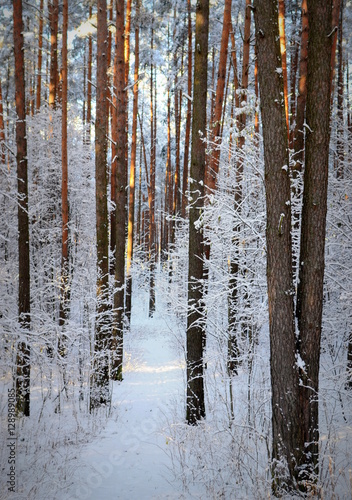 Winter forest