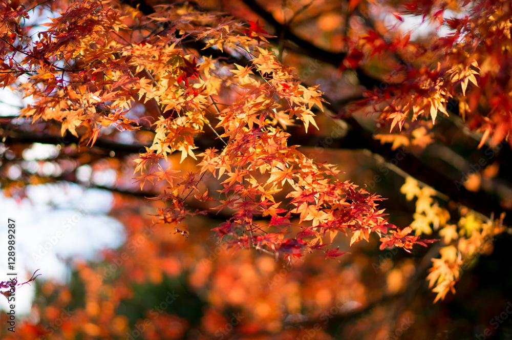 秋と紅葉
秋と紅葉