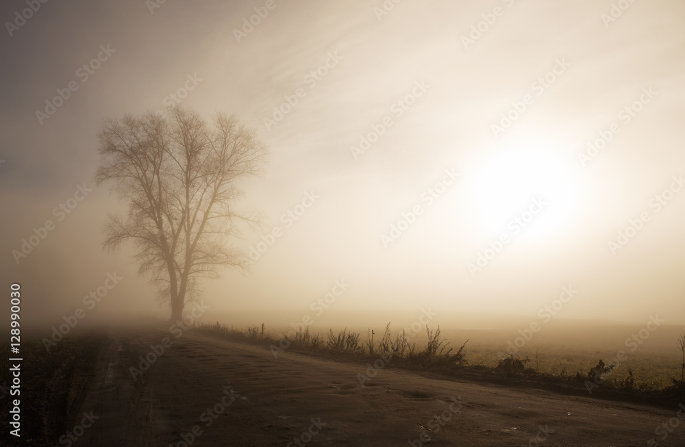 Country road with a lonely tree on the foggy morning