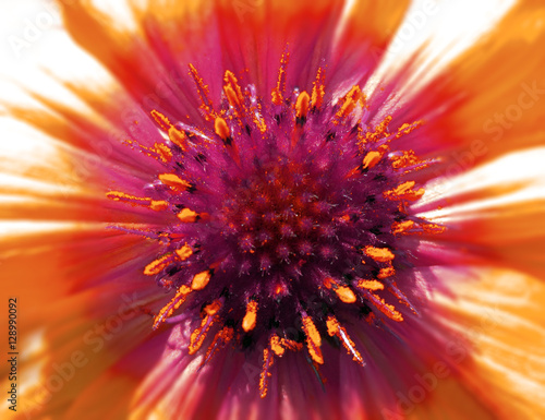 Orange-crimson-yellow flower in the sunlight.  Closeup. Furry red center. Pistils sticking out like needles.  For design. Nature.. photo