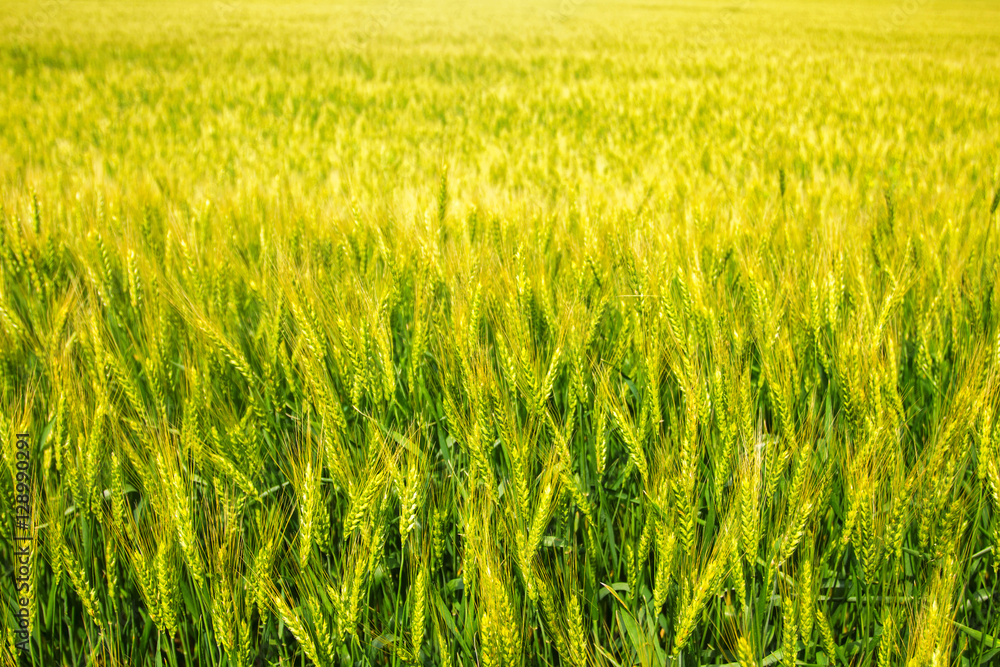 field of young green and yellow wheat field of young green and yellow wheat