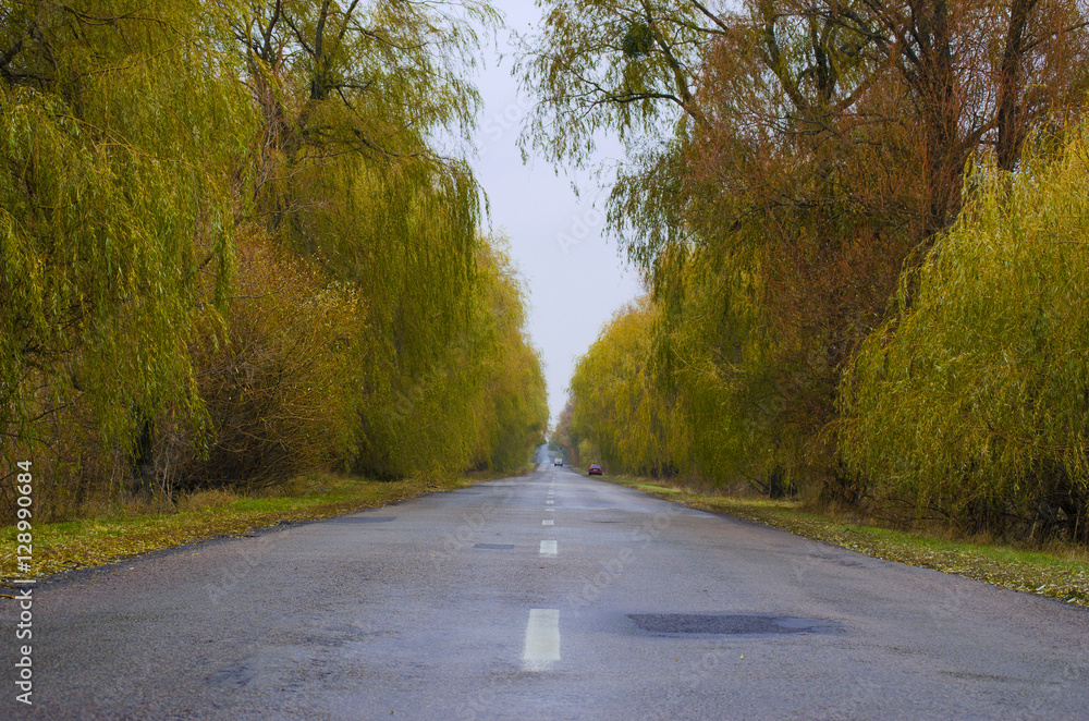 Fototapeta premium Road in the countryside