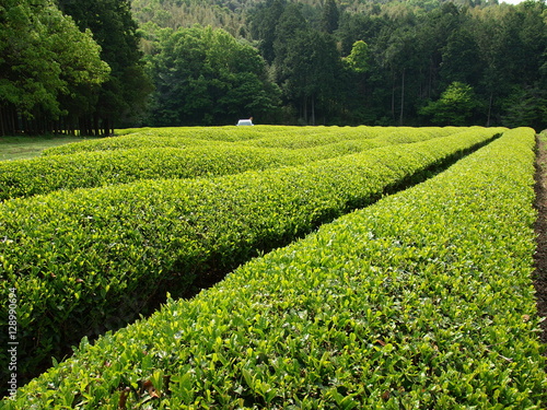 新茶香る韮山の茶畑