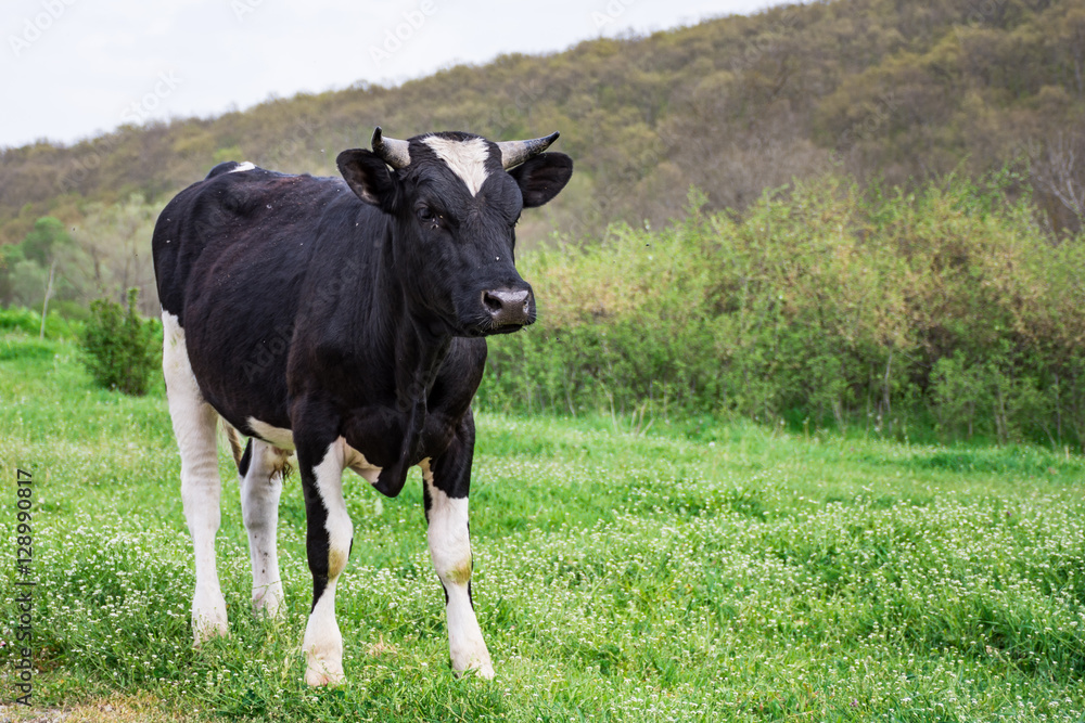 Bulgarian Black White Domestic Cow 'Bos Taurus' mammal Bulgarian Black White Domestic Cow 'Bos Taurus' mammal