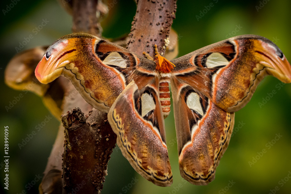 Naklejka premium butterfly