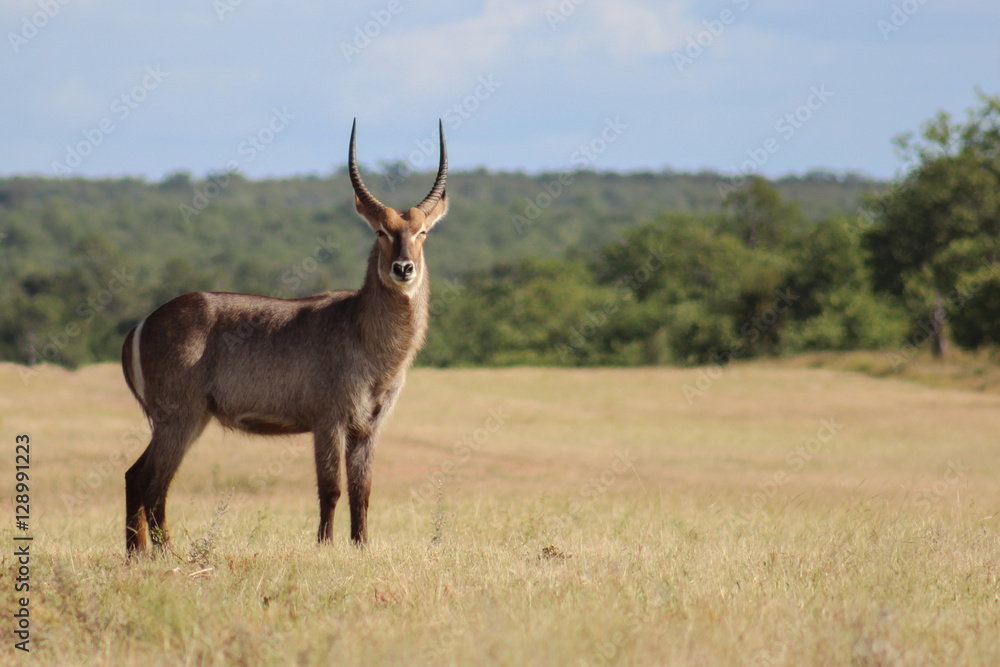 Waterbuck in Kruger national park Waterbuck in Kruger national park