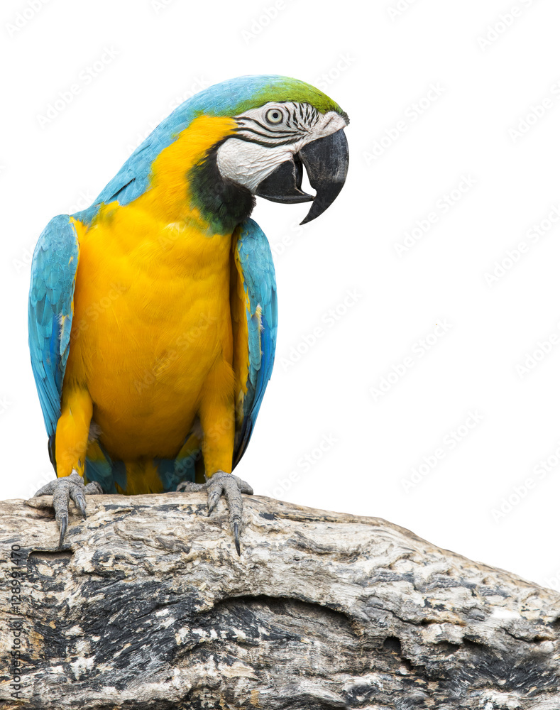 Fototapeta premium blue and yellow macaw bird perching on tree branch isolate white