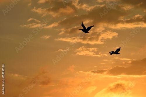 Pelicans flying over at sunset Florida, USA.