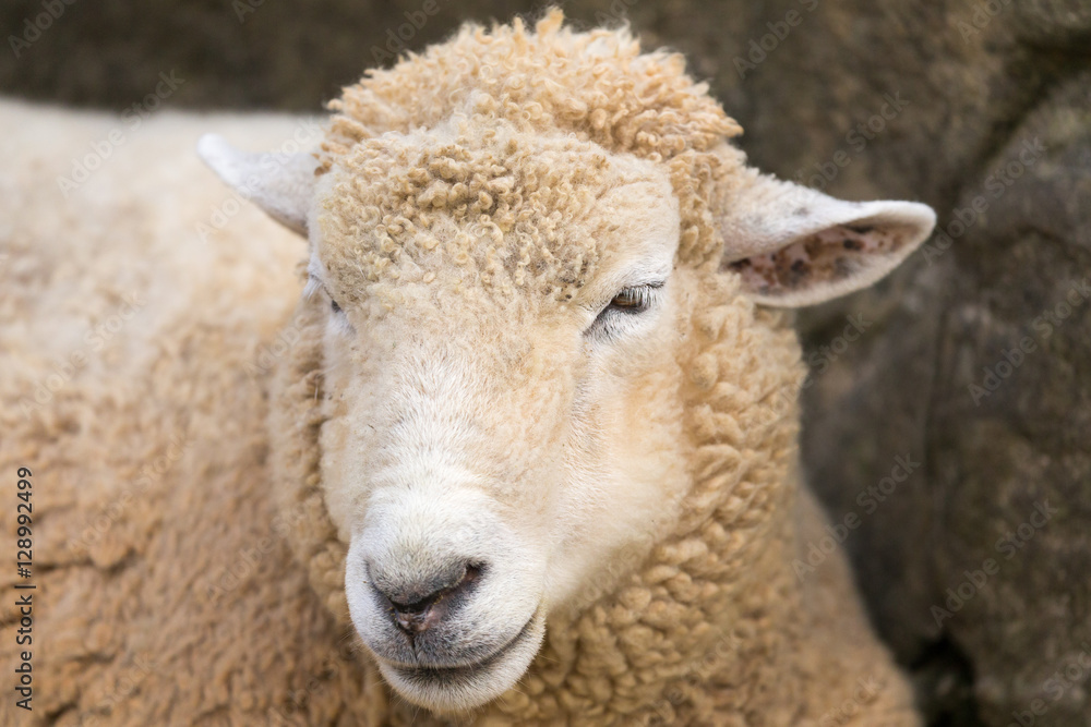 Sheep Sheep