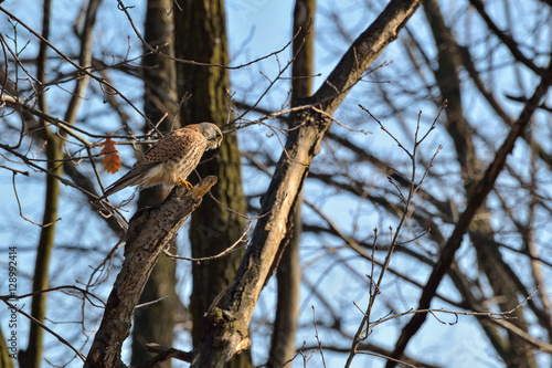 Falco hunting photo