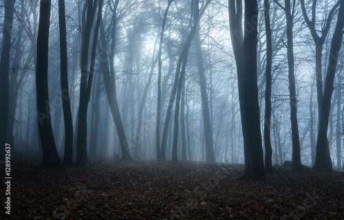 Moody forest on the autumn foggy morning