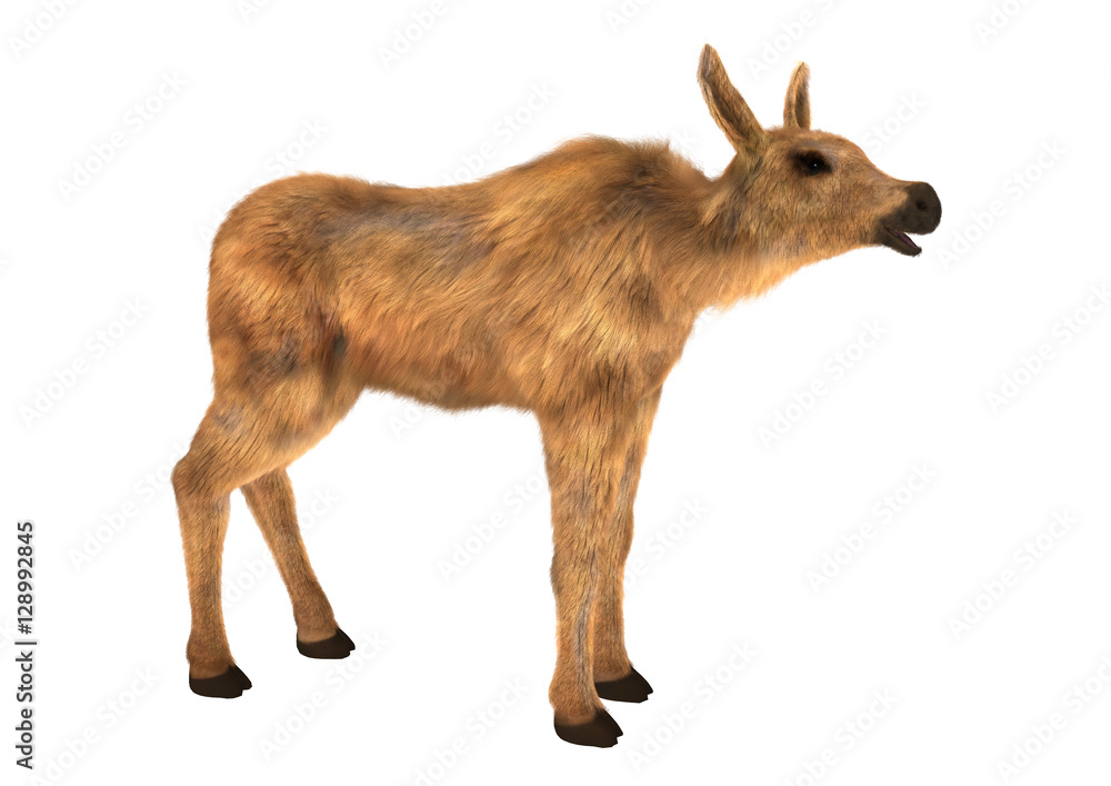 3D Rendering Moose Calf on White 3D Rendering Moose Calf on White