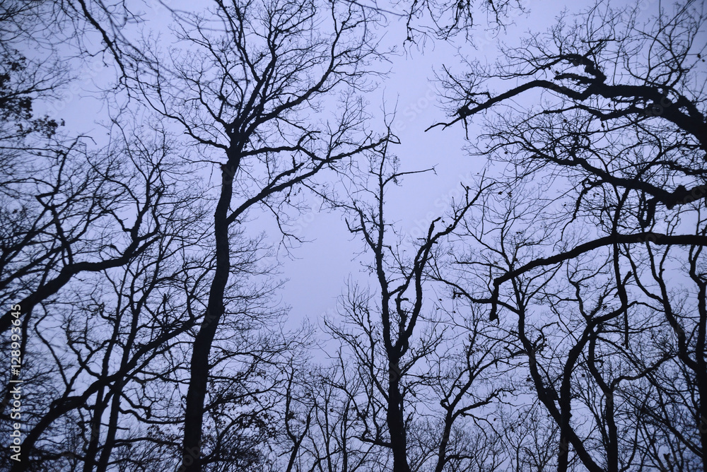 The bare branches of the trees in night The bare branches of the trees in night