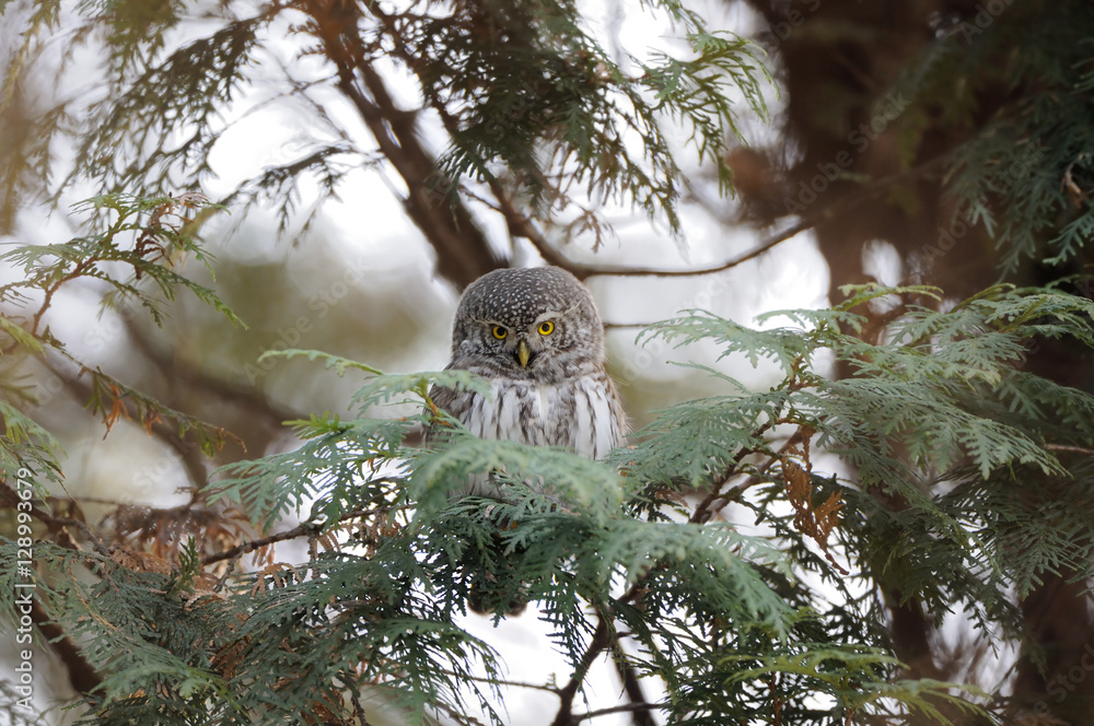 Fototapeta premium Perching Pygmy Owl at thuja tree