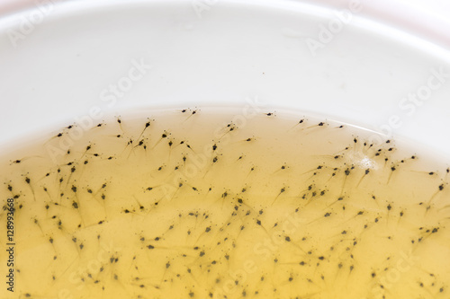 Larval shrimp in plastic bowl. Aquaculture animals.