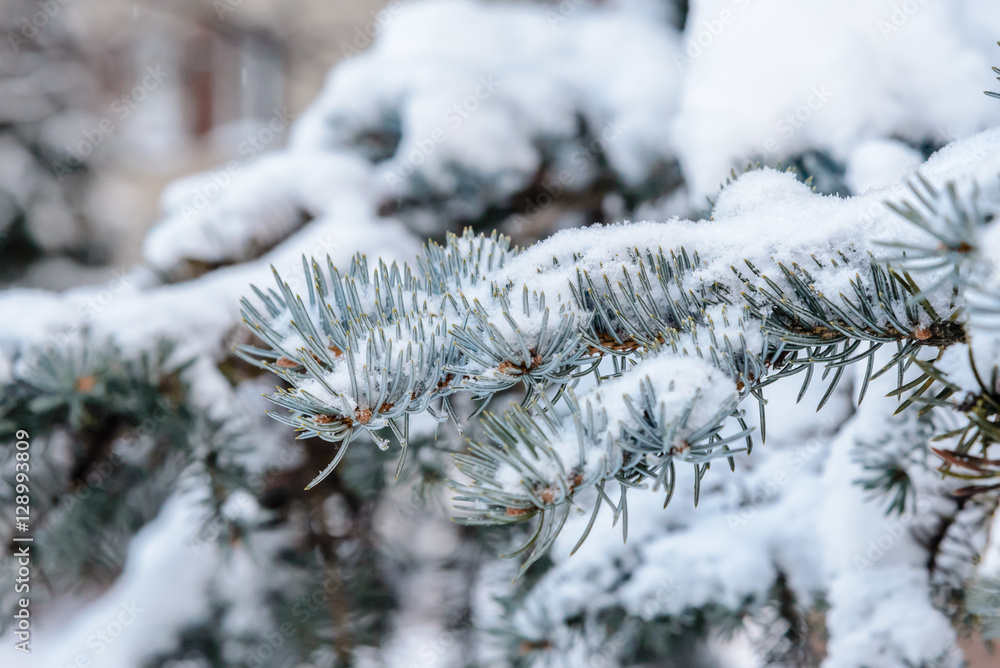 The branch of spruce under snow