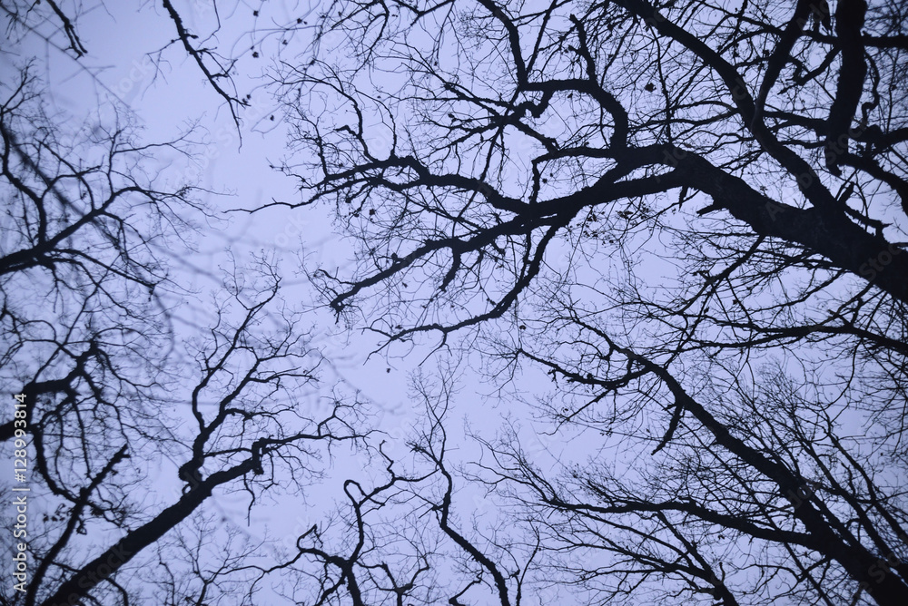 The bare branches of the trees The bare branches of the trees