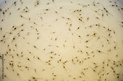 Larval shrimp in plastic bowl. Aquaculture animals.