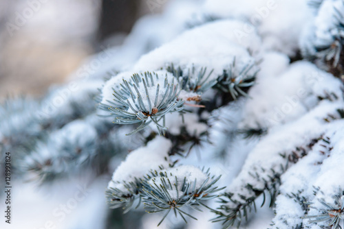 The branch of spruce under snow