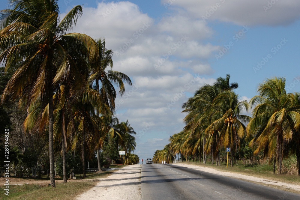 Kuba, Straße mit Palmen