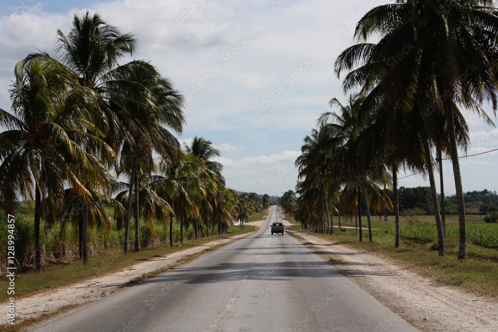 Kuba, Straße mit Palmen