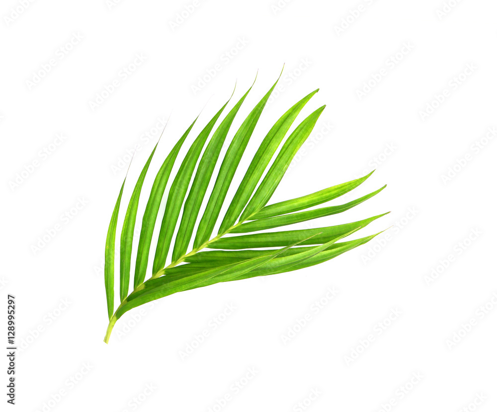 Fototapeta premium Green leaves of palm tree isolated on white background